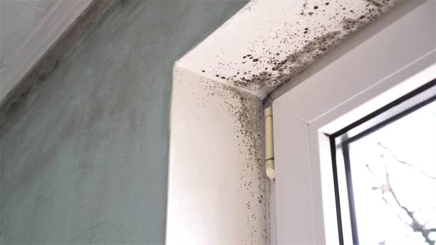 Best Residential Mold Remediation in Onsted, MI