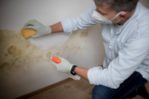 Best Residential Mold Remediation in Onsted, MI